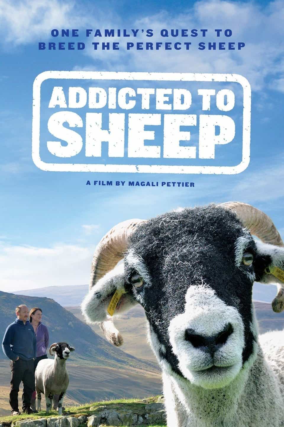 Addicted to Sheep